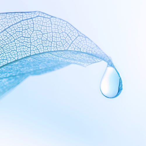 Beautiful drop of pure water on a transparent leaf on a light blue background close-up macro. The concept for ecology and environmental protection.